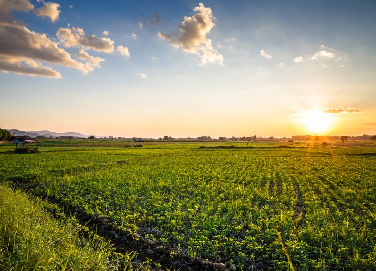 About Us – Sprout Afrika Holdings